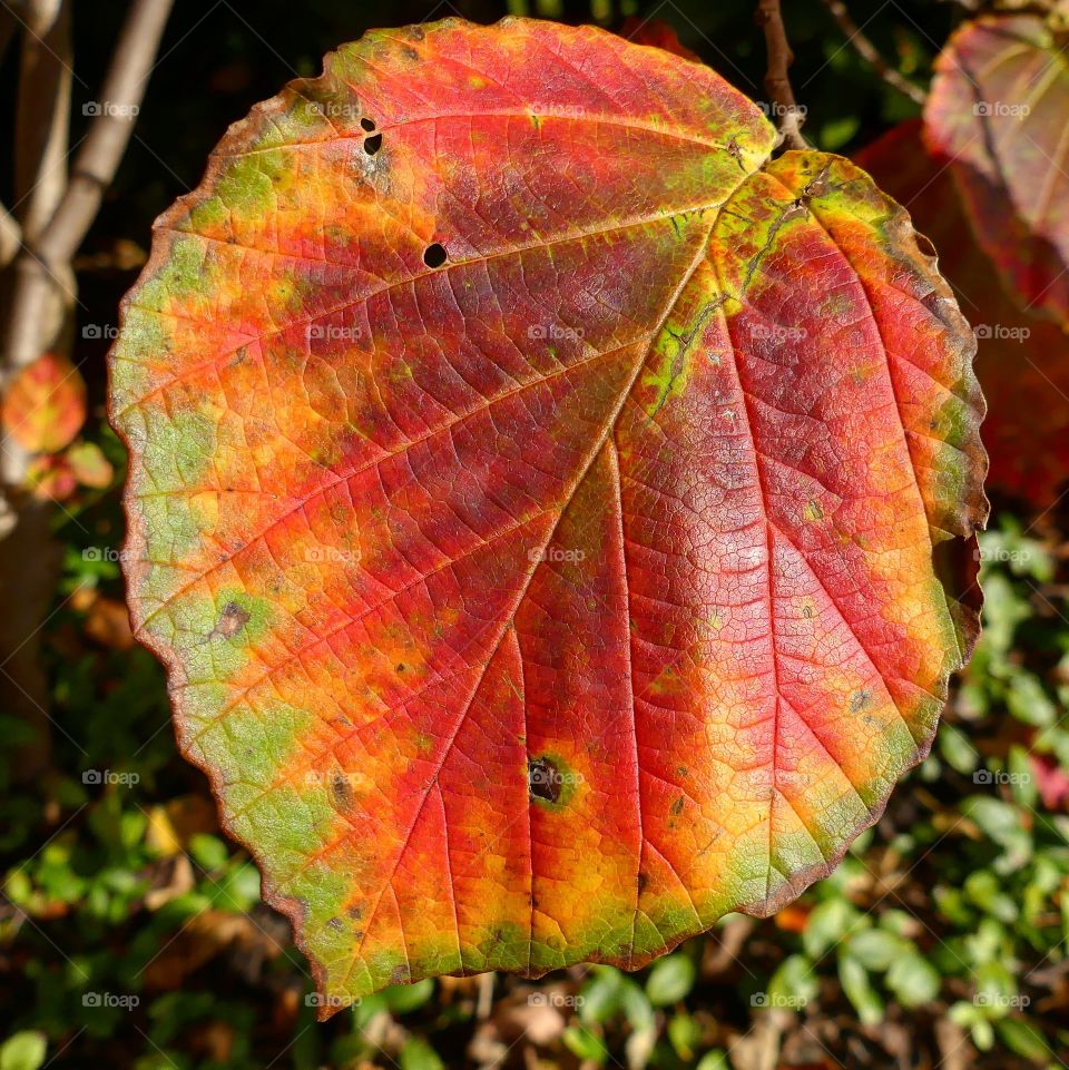 colourful leaf