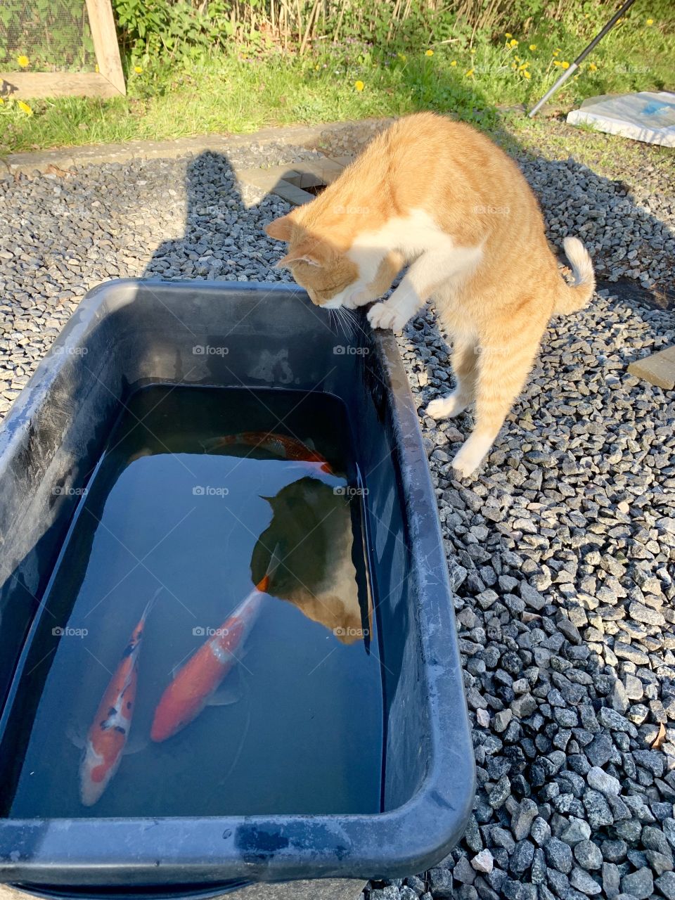 Cat and fish