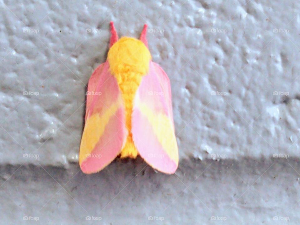 Beautiful brightly colored moth sitting on the side of a wall.