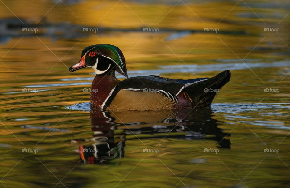 Wood duck enjoying a swim on Mud Lake, Ontario