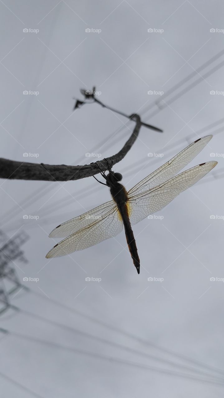 orange dragonfly in siluet