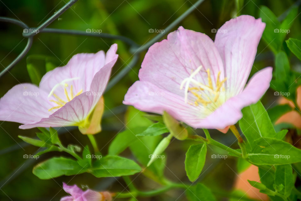 Oenothera Speciosa Pink Flowers
