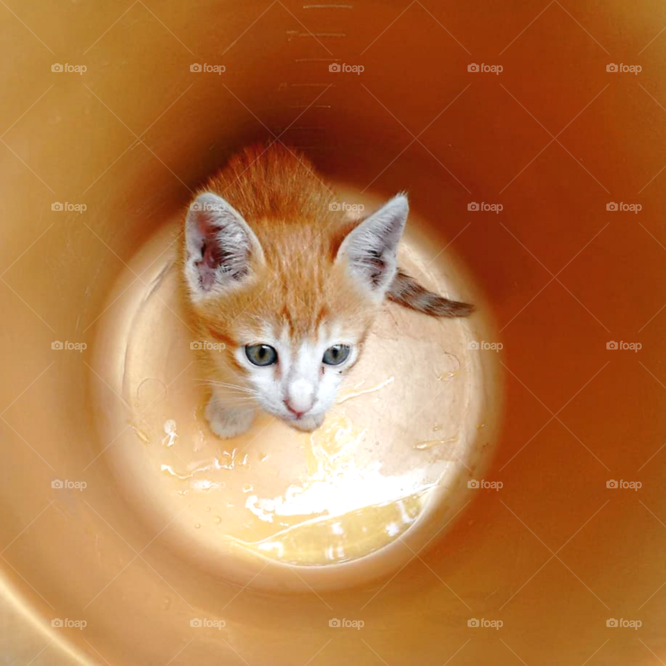 lovely cat 🐈 and beautiful cat 
cat eyes is very beauty