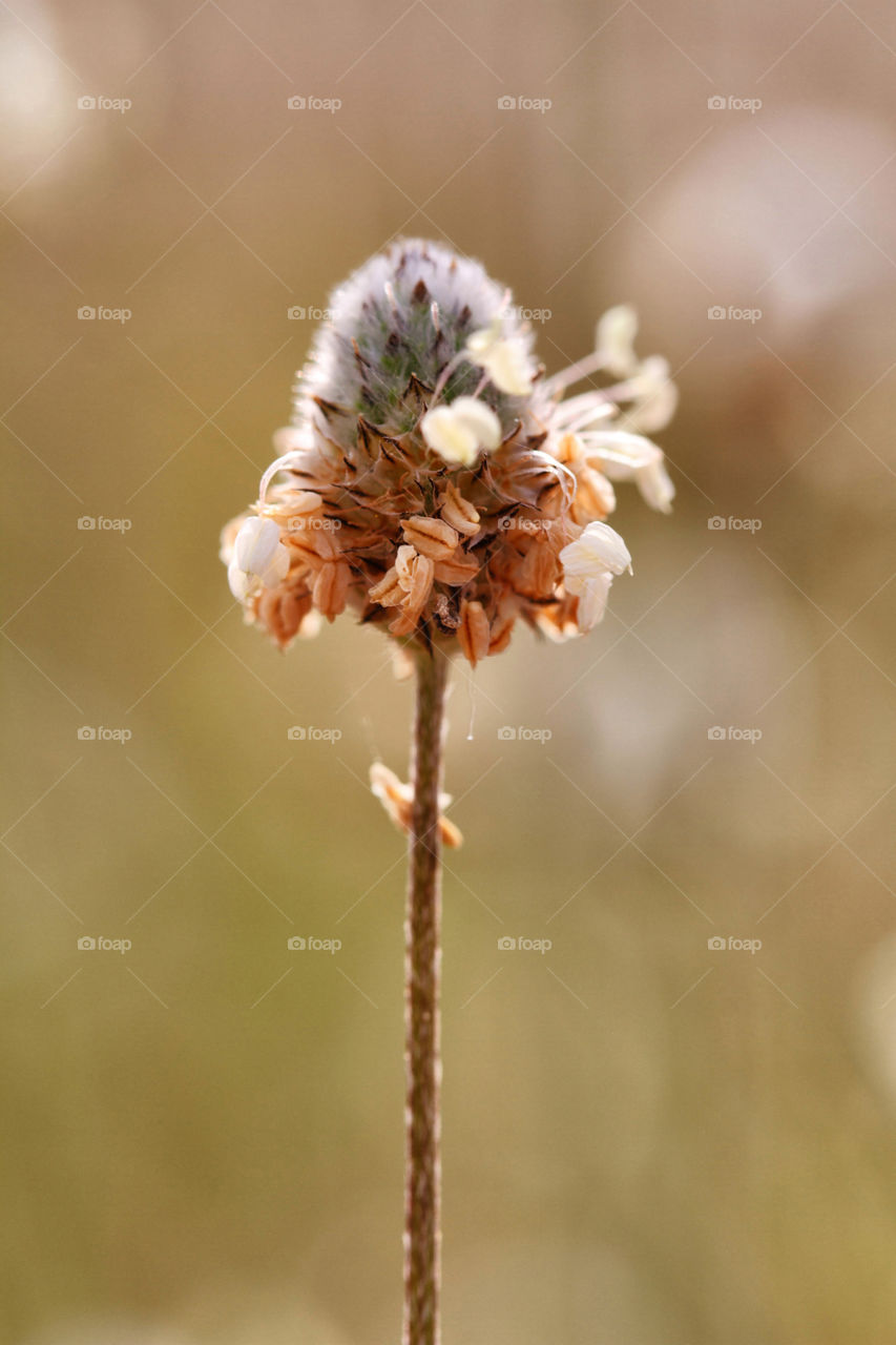 spring yellow nature color by benjaminet