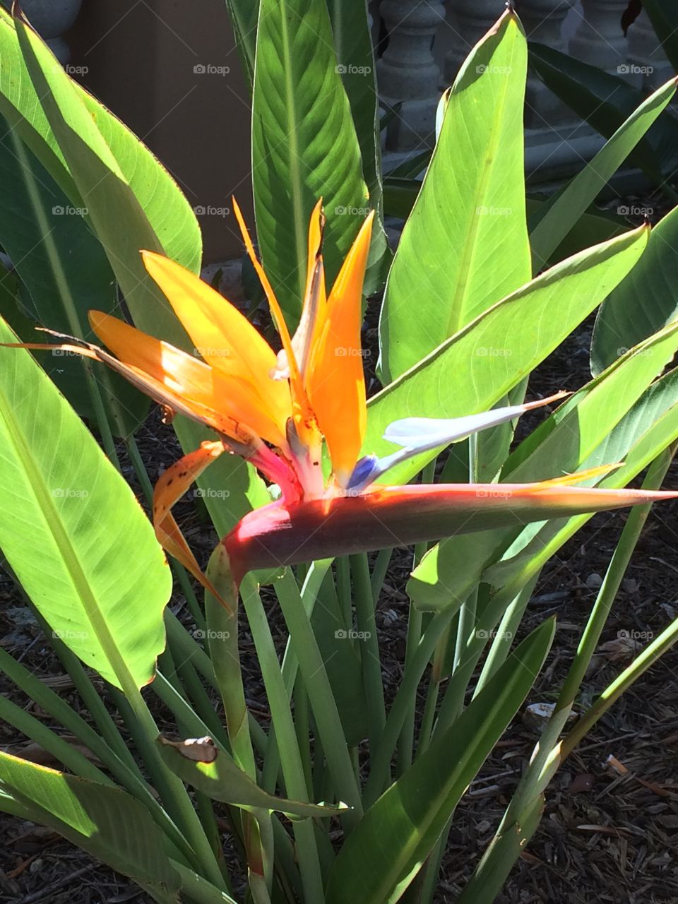 Bird of paradise 