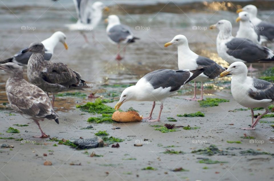 Seagull eats a bread bowl