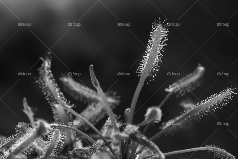 Drosera