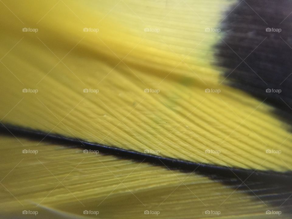 Macro parakeet feather