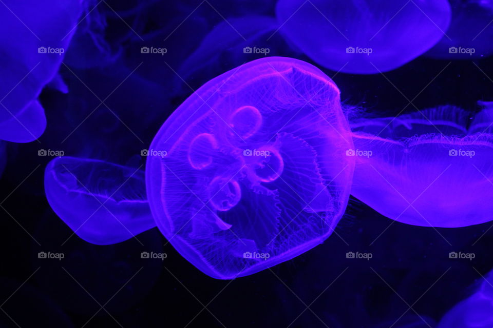 3D jellyfish. Boston aquarium