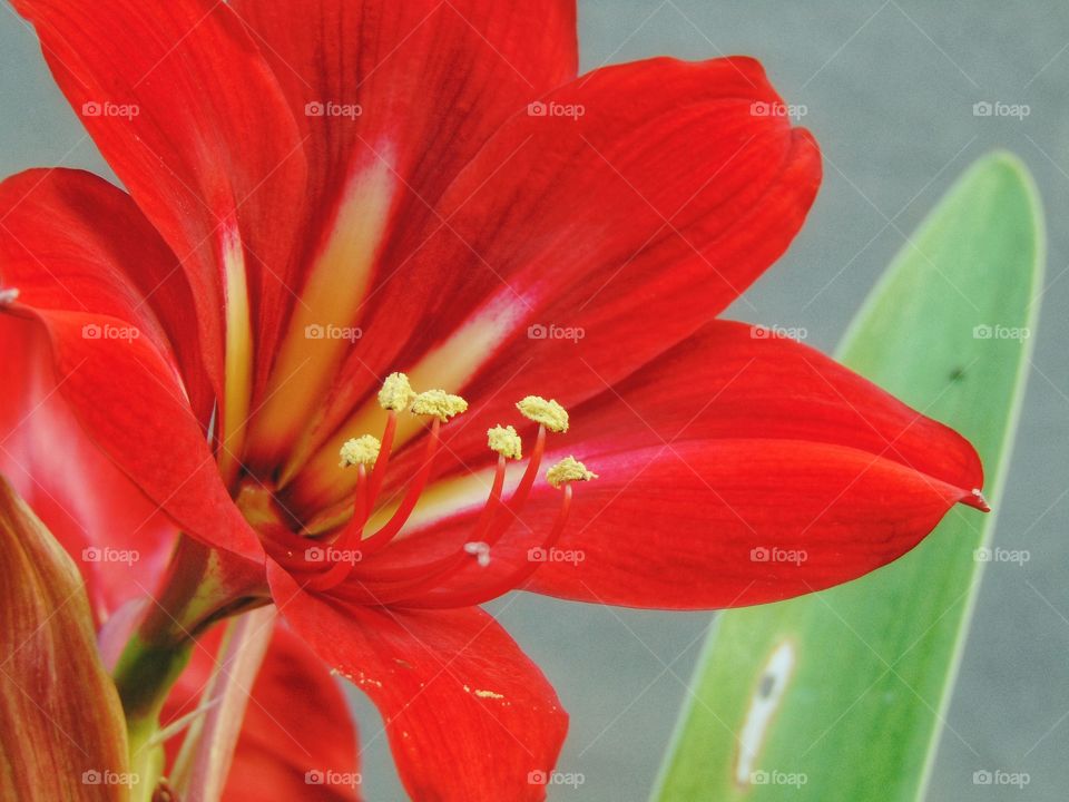 Red bloom