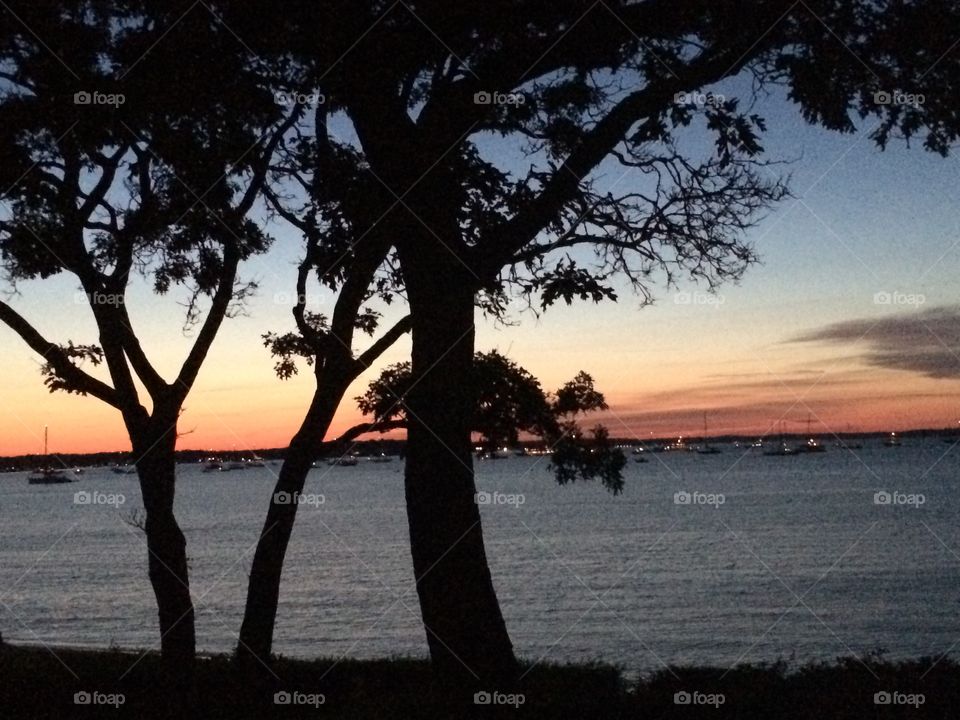 Trees by the ocean in New York at sunset 