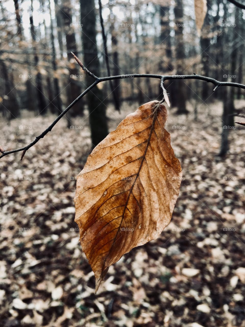 A single beech tree leaf not wanting to accept the season 