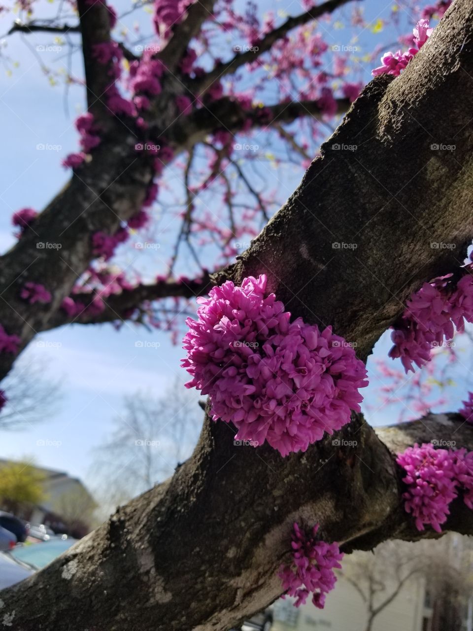 Tree of Flower Part II (Alamo City)