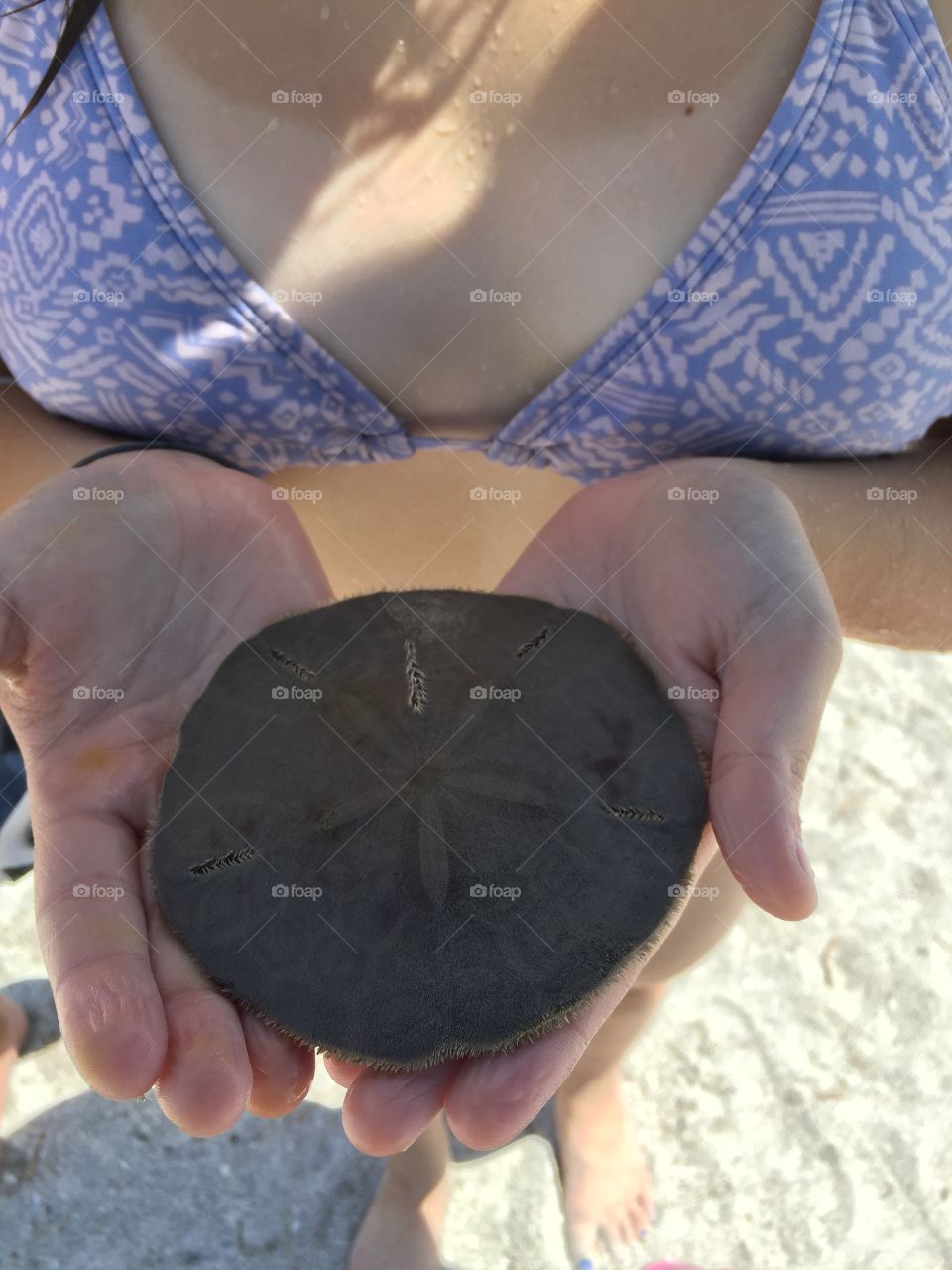 Look what I found
Sand dollar
It's alive
