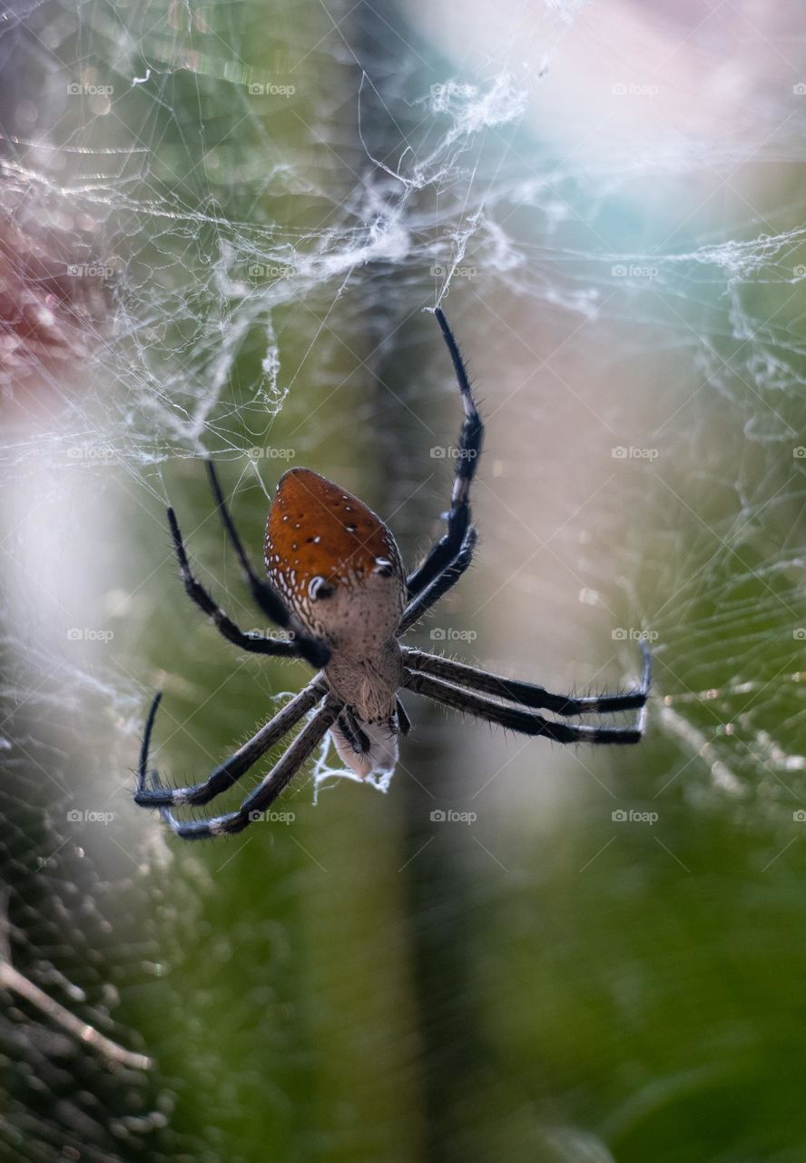close up photo spider