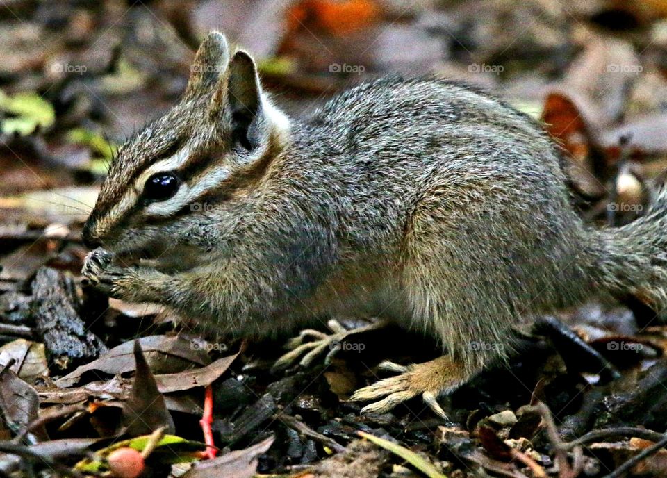 Cliff Chipmunk in the Desert