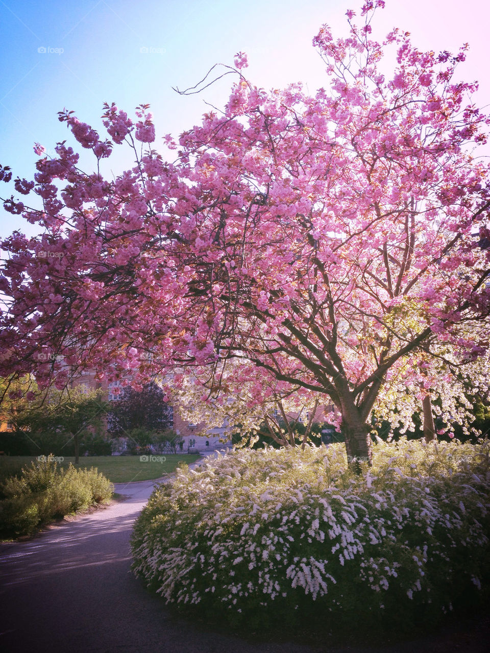 Pink tree
