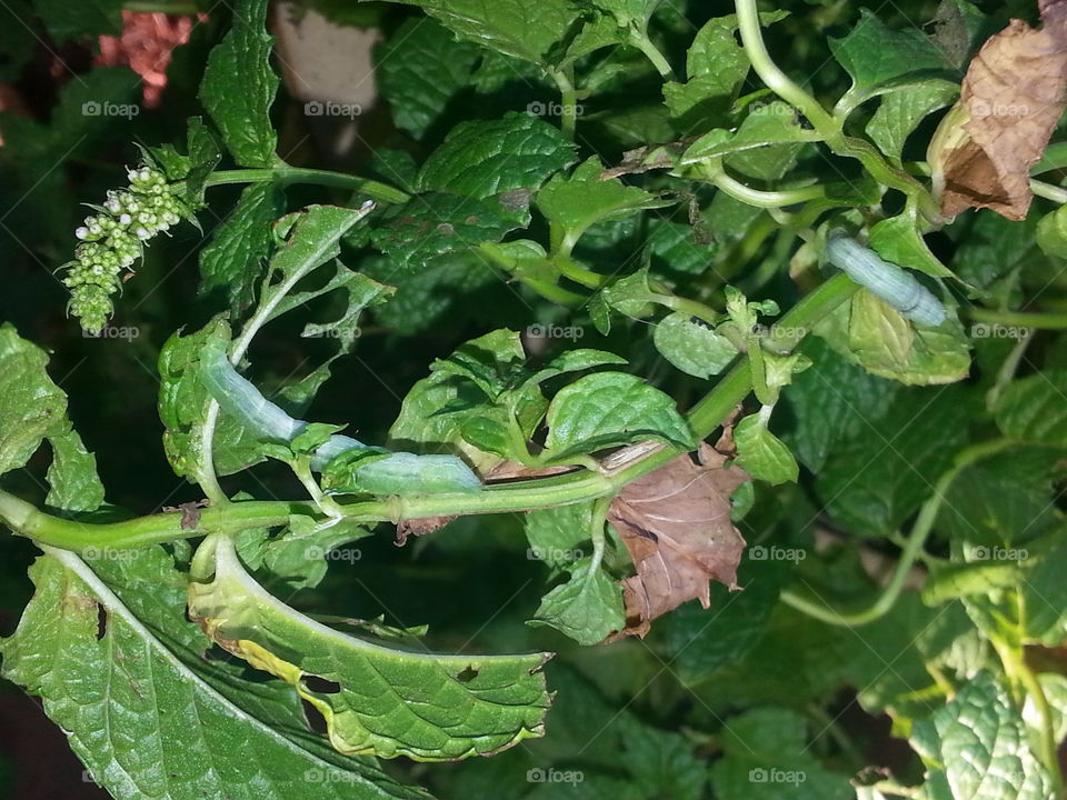 green caterpillar on my mint plant