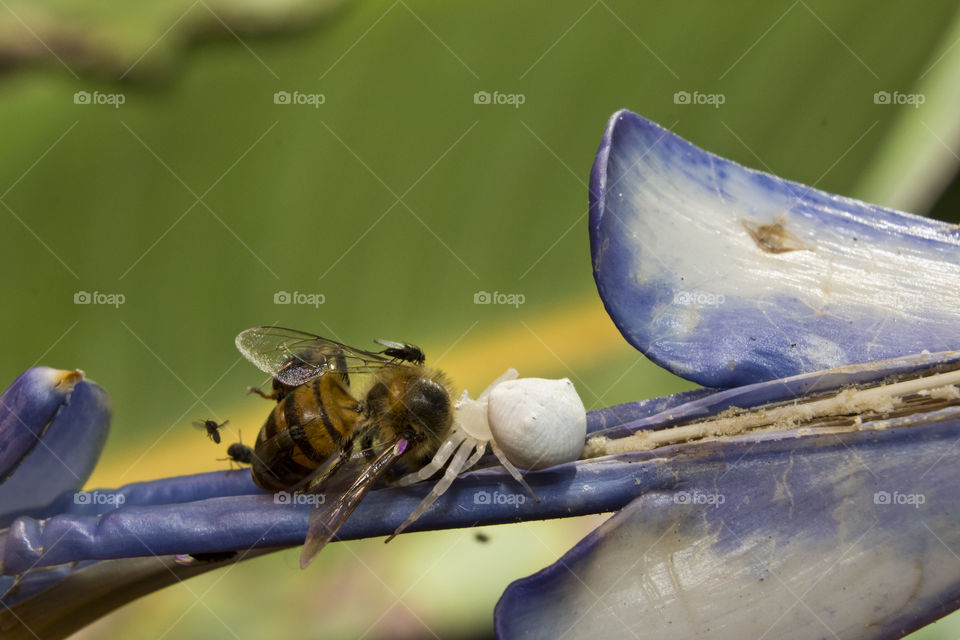 white crab spider that caught a bee