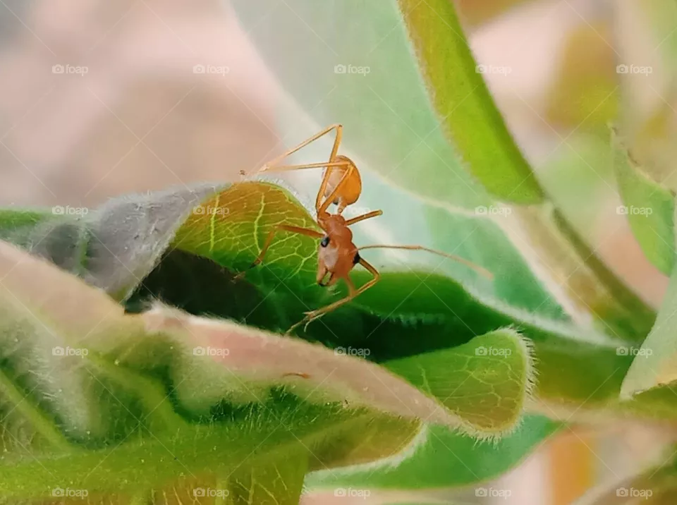 Ant 