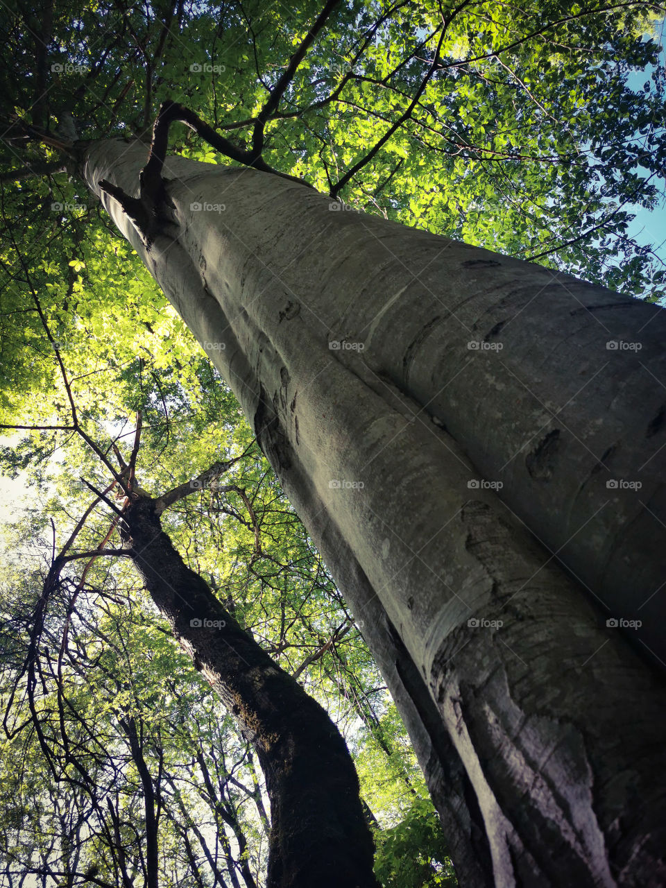 Trees magic forest green greens