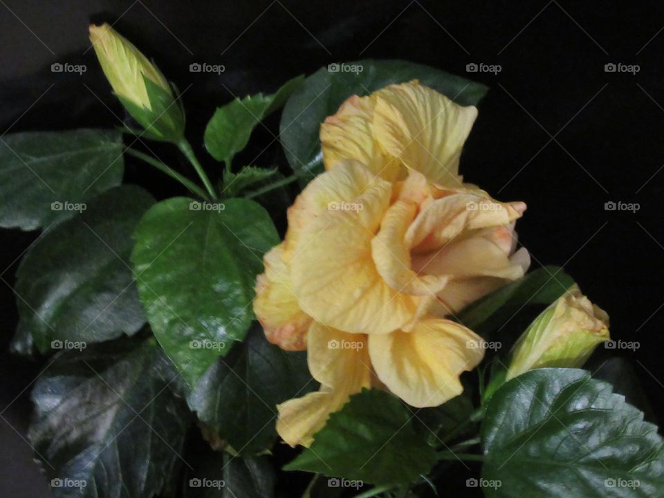 hibiscus - Chinese rose yellow peach color, terry, bloomed at home