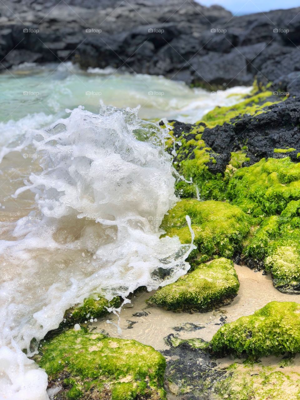 Waves and sea moss 