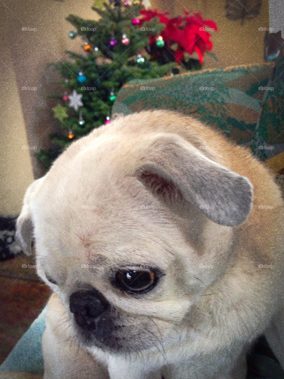 dog christmas pug tree by melody