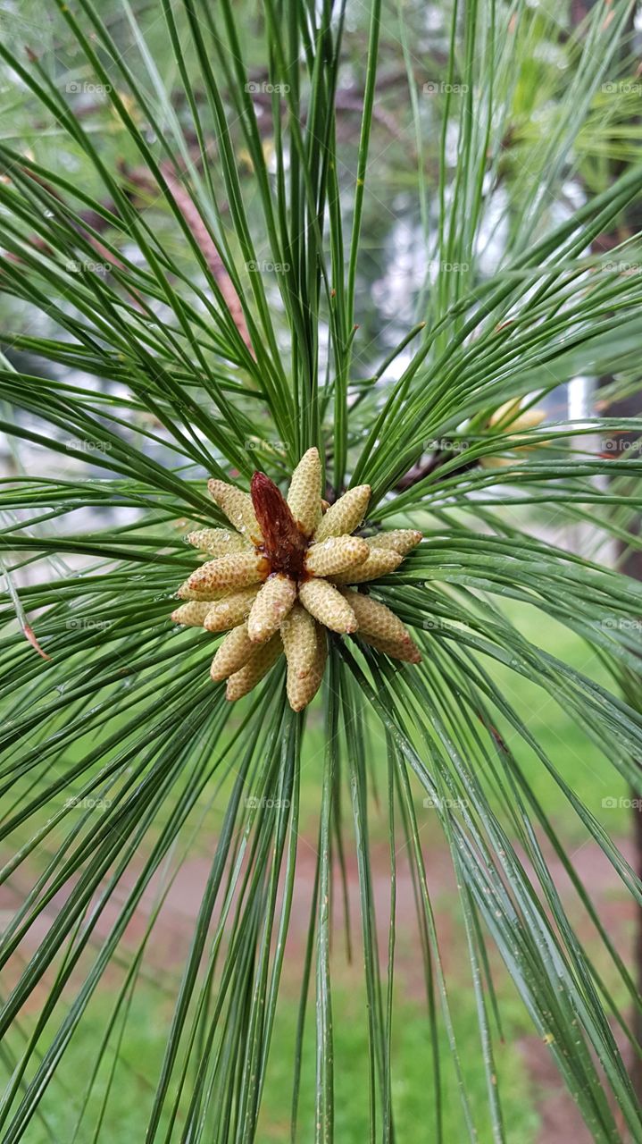 pine branch wich cones