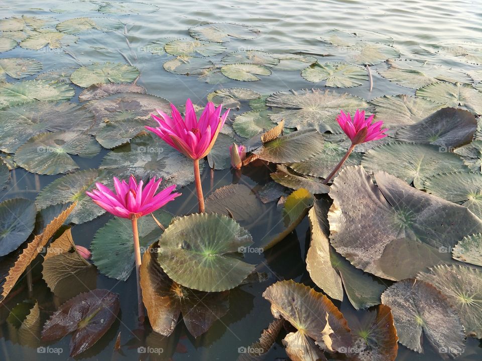 Red Lotus represents freshness