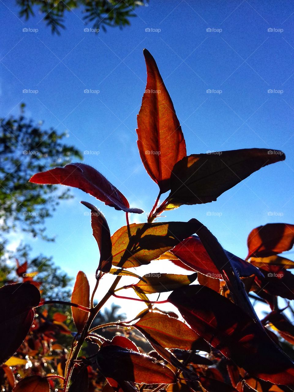 red leaves with pure blue sky