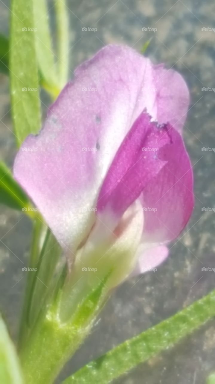 small purple flower