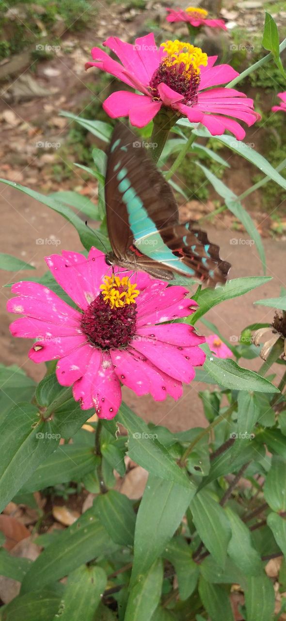 Tosca green butterfly perched on a flower