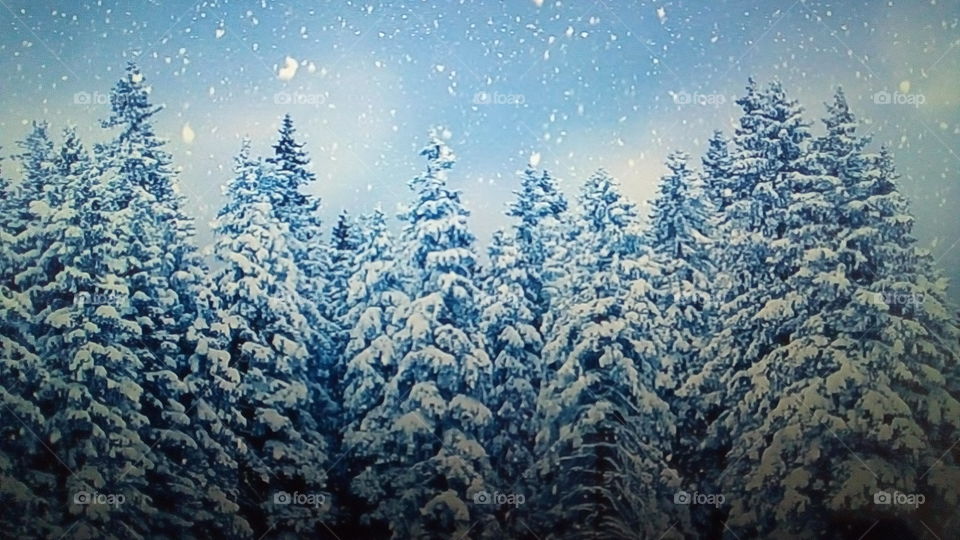 árvores com neve