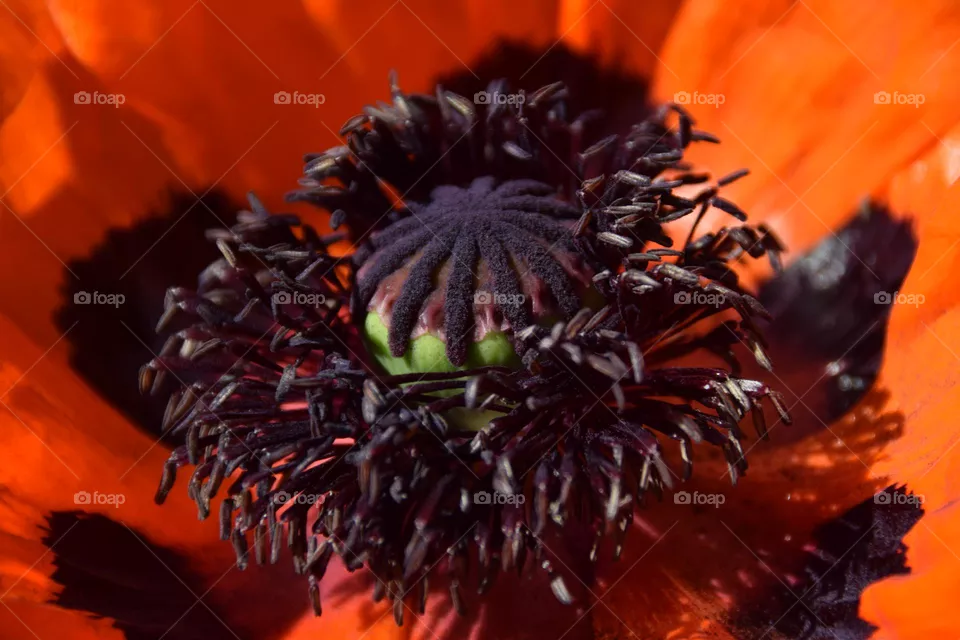 Mohnblüte Nahaufnahme