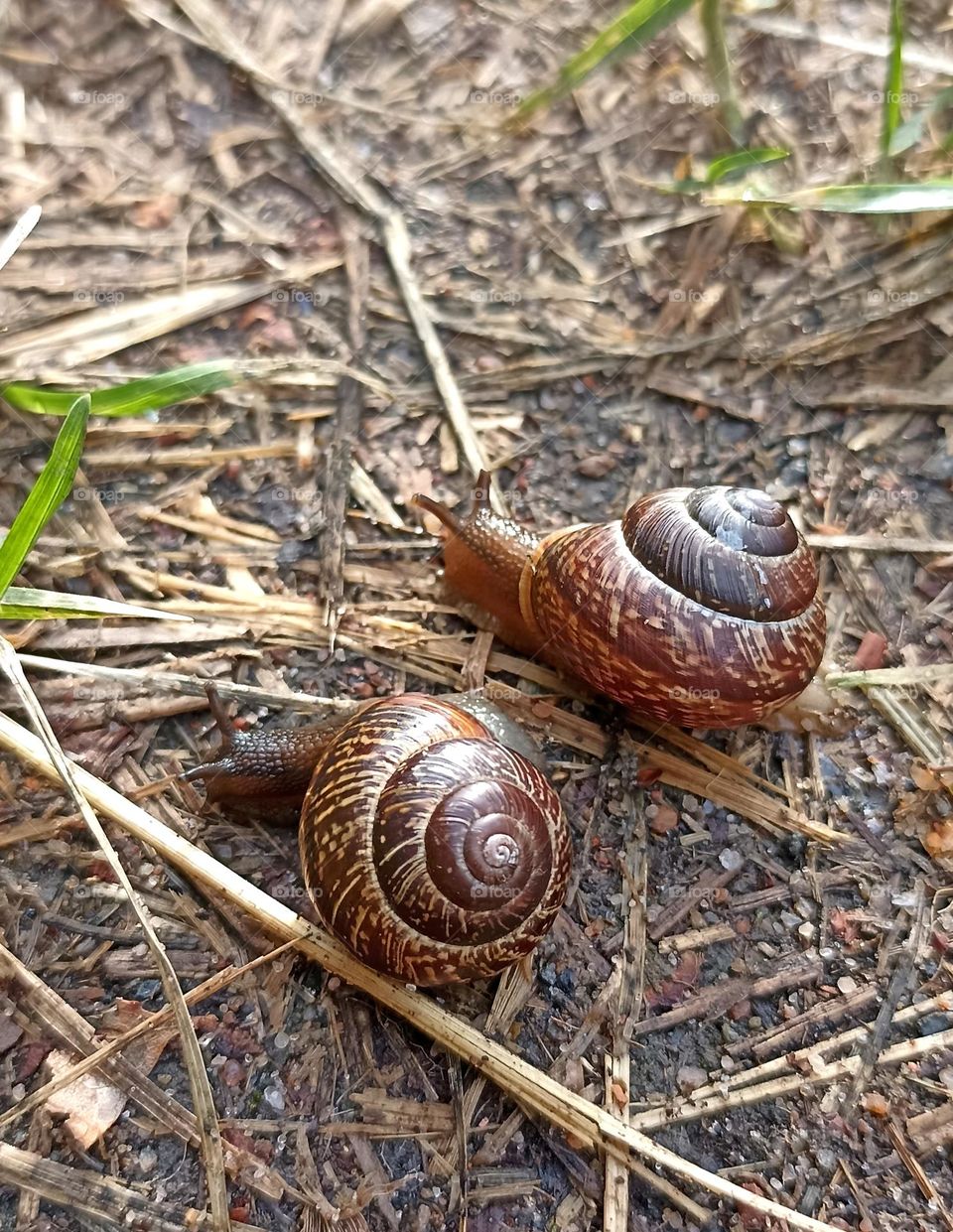 two snails on a earth, mobile photography