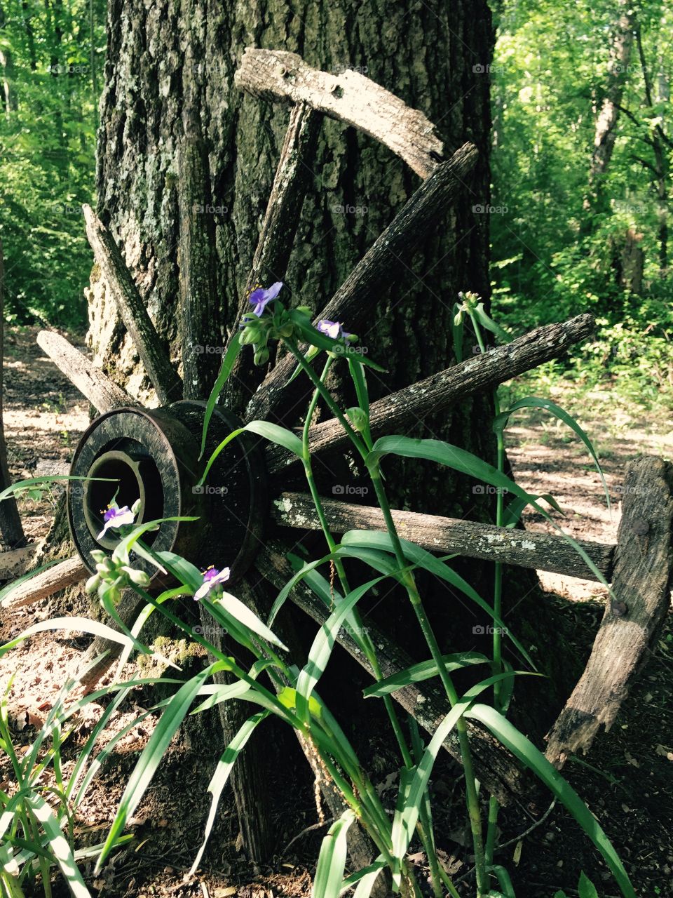 Aging beauty . Old wheel with purple flowers