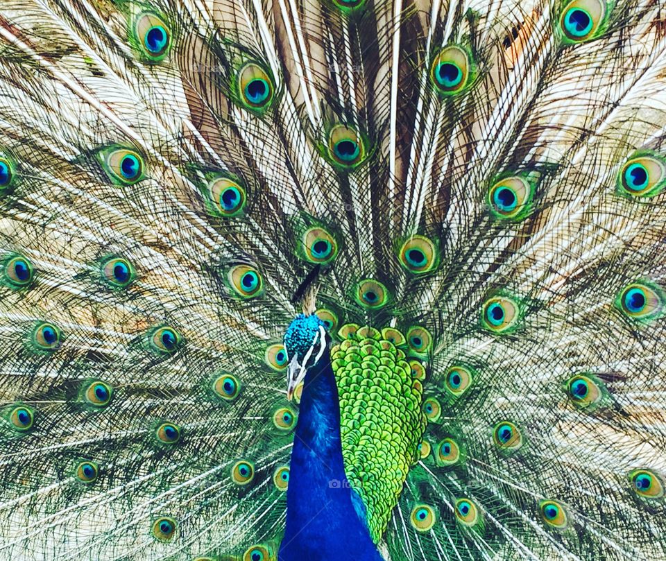 peacock close up in Croatia