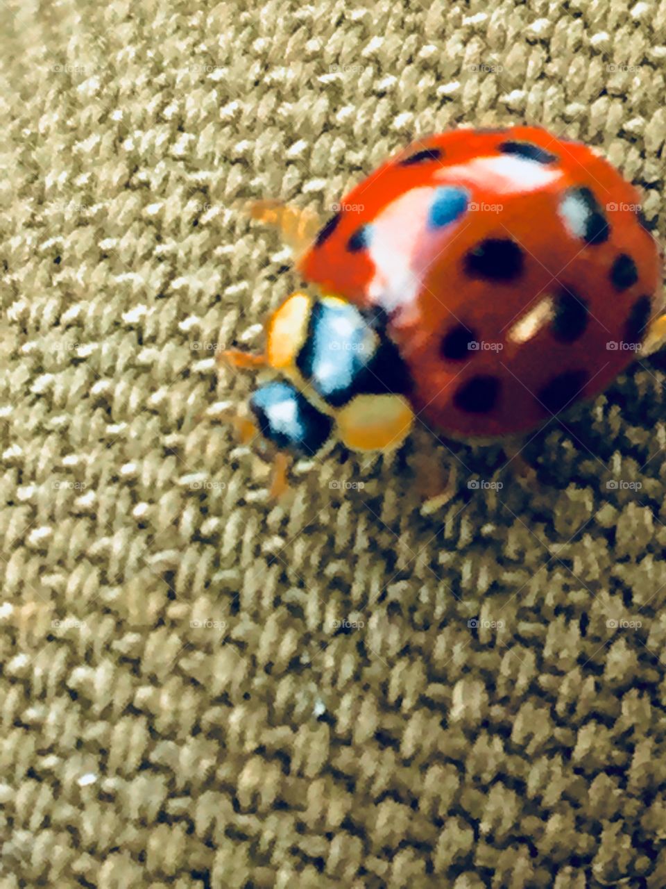 Ladybug 