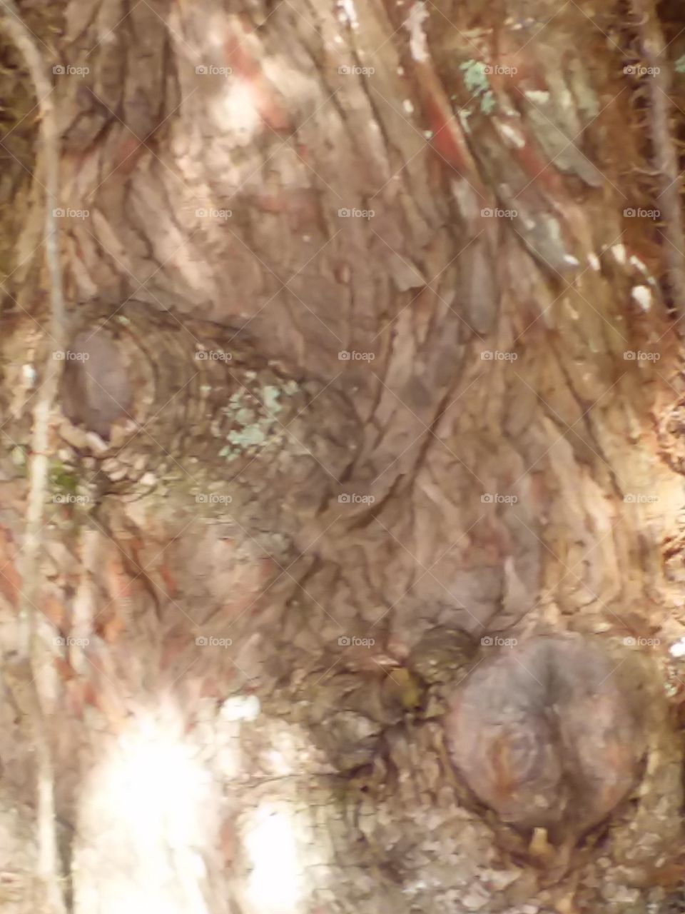 closeup of tree