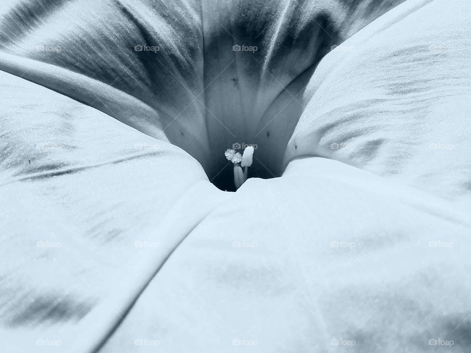 The Silky White Petunia