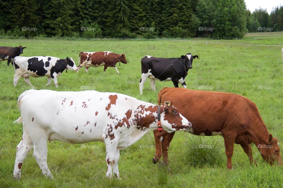 cows on pasture