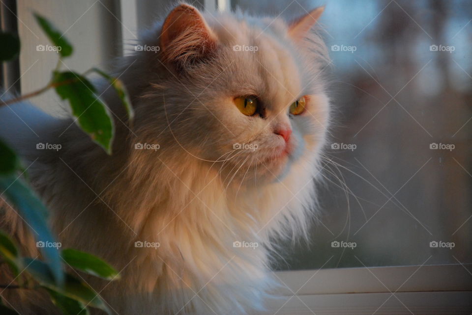 White Persian Cat Sitting in the Window at Sunset