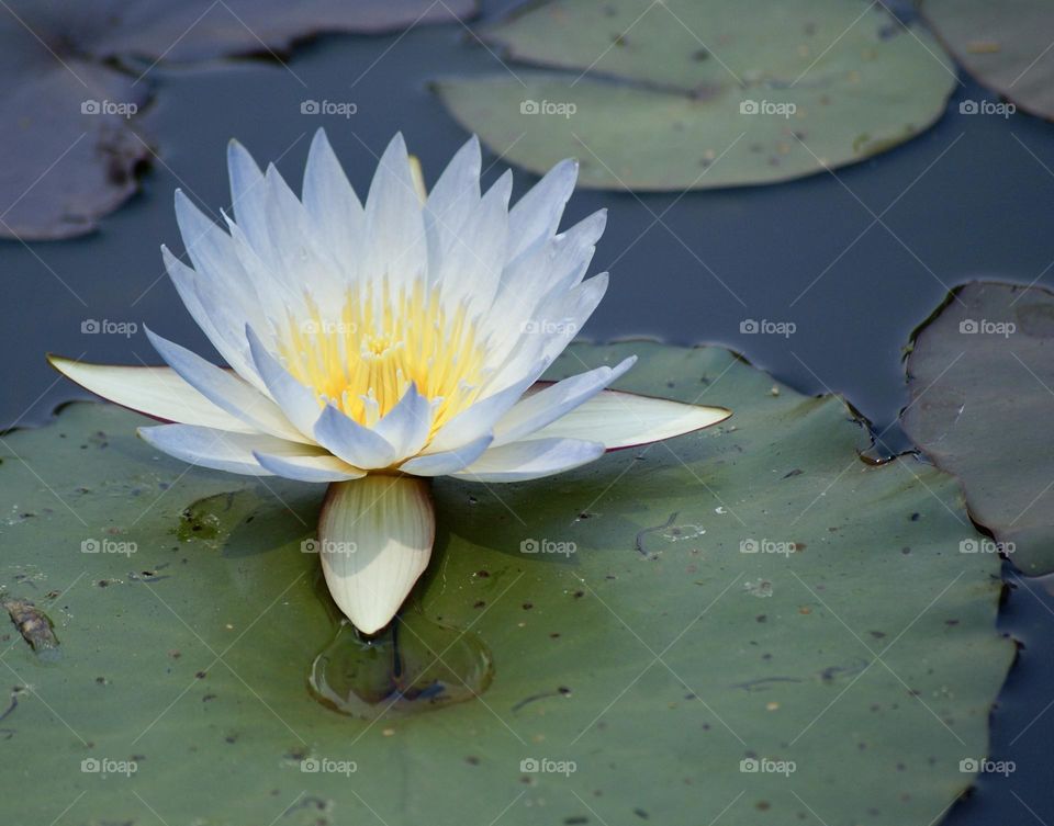 A lily pad 