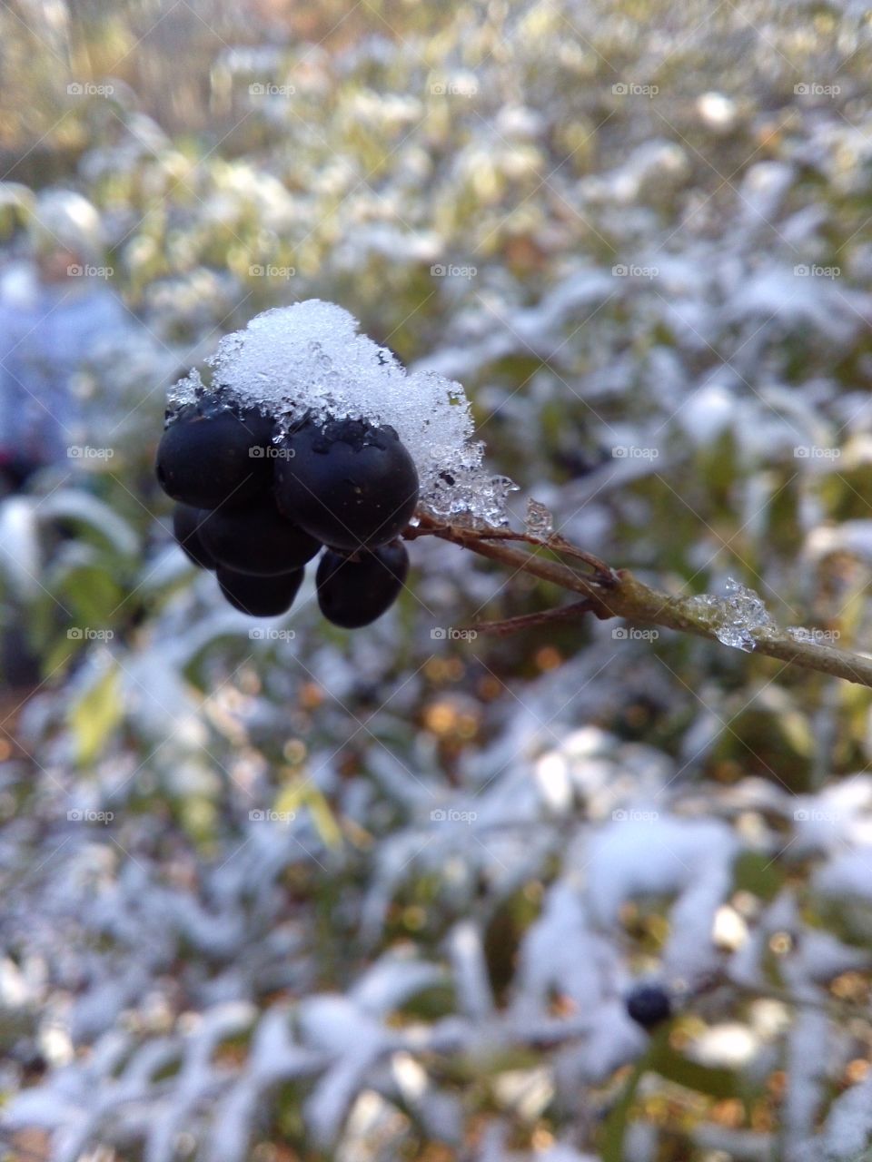 cold berries