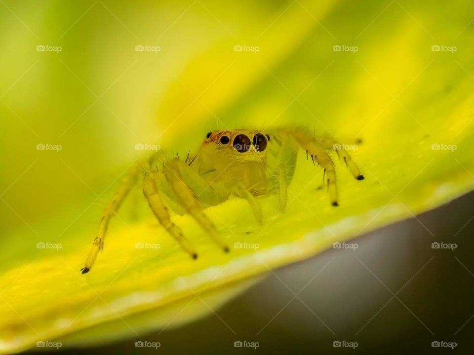 Closeup of Beautiful Spider