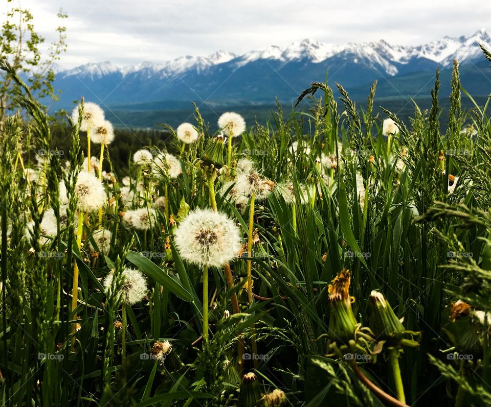 Canadian Rocky Mountain view from alpine meadow filled with seeding dandelions and long grasses low vantage point perspective 