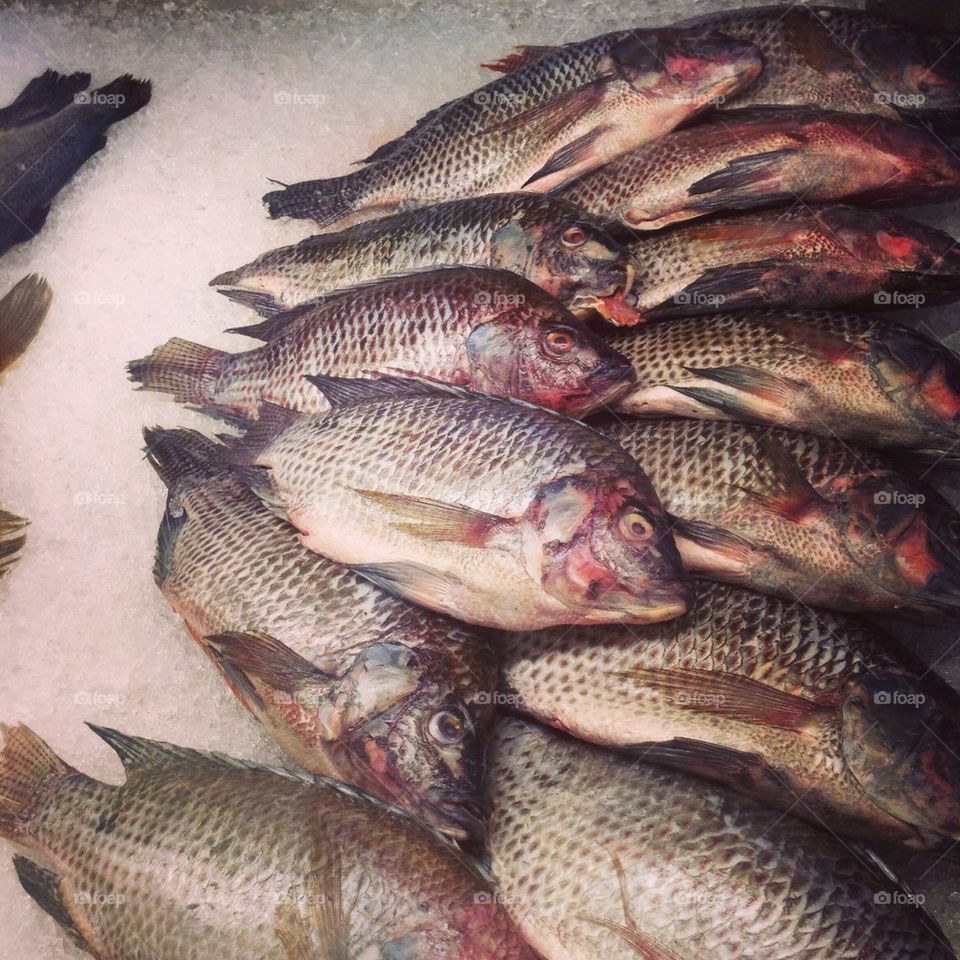 Something smells fishy