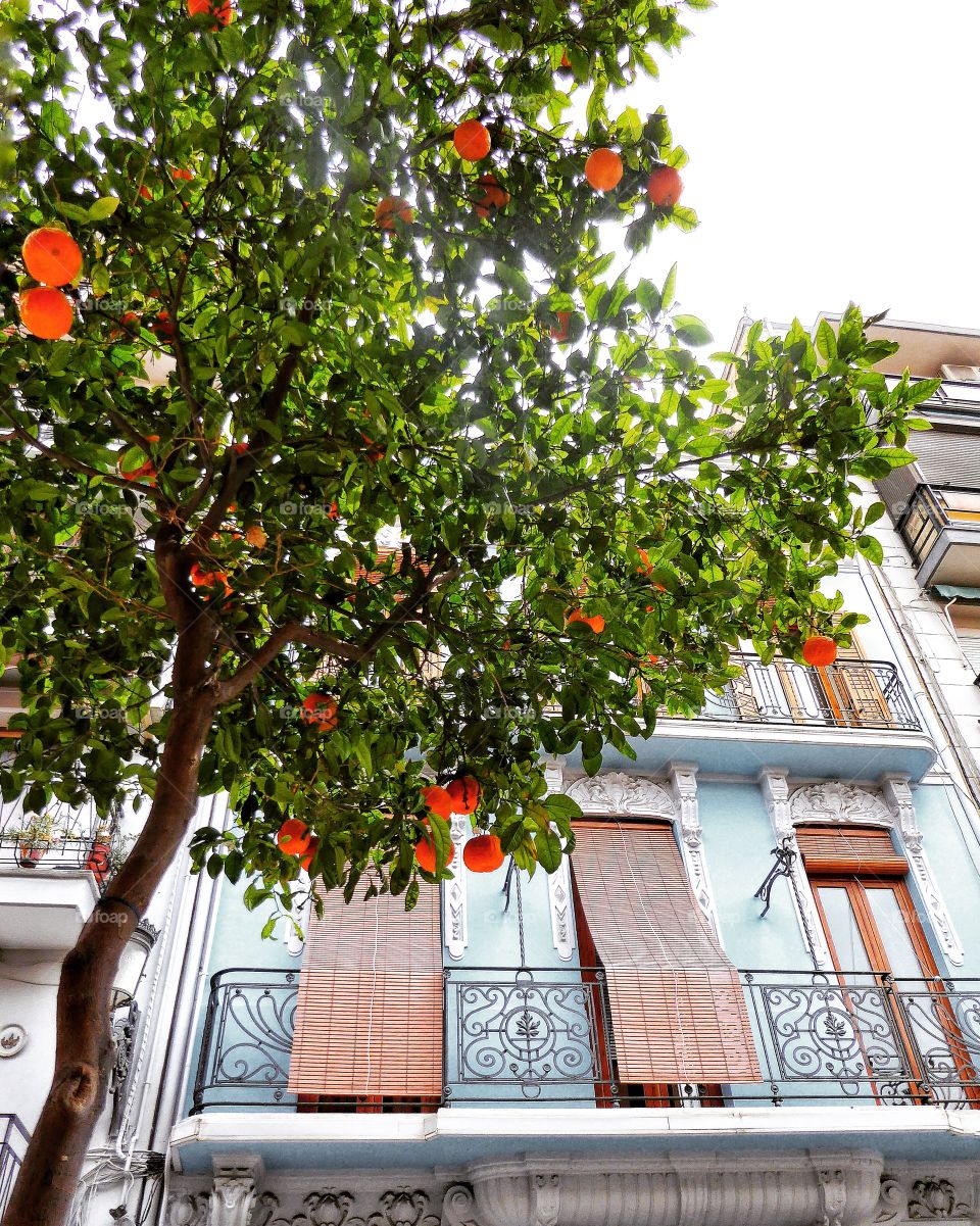 Valencia oranges