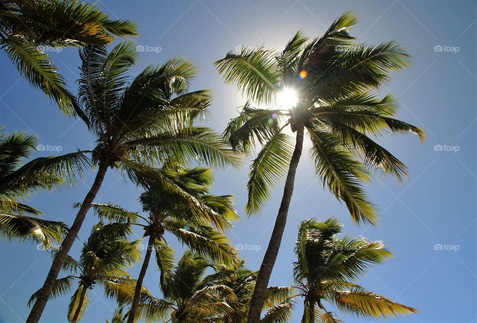 Low angle view of Palm trees